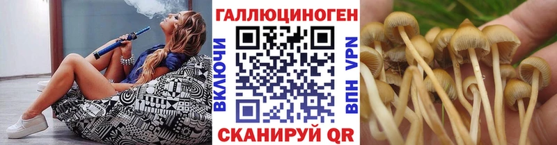 kraken рабочий сайт  Дигора  Галлюциногенные грибы Cubensis  закладки 